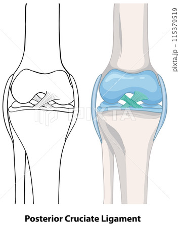 Posterior Cruciate Ligament Anatomy Posterior Cruciate Ligament Anatomy 115379519