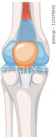 Detailed Knee Joint Anatomy Illustration 115379542