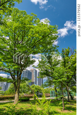 新緑の南天満公園 大阪市 新緑の南天満公園 大阪市 115379582