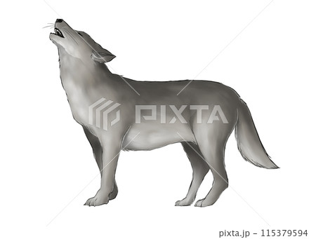 遠吠えする灰色オオカミのイラストのイラスト素材 [115379594] - PIXTA