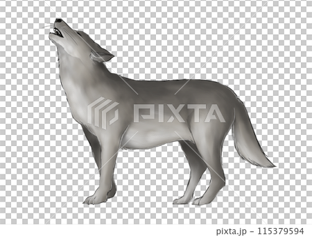 Illustration of a howling gray wolf 115379594