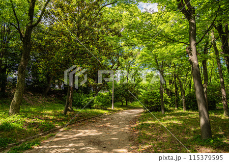 大阪城公園の樹林 大阪城公園の樹林 115379595