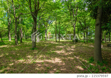 大阪城公園の樹林 大阪城公園の樹林 115379597