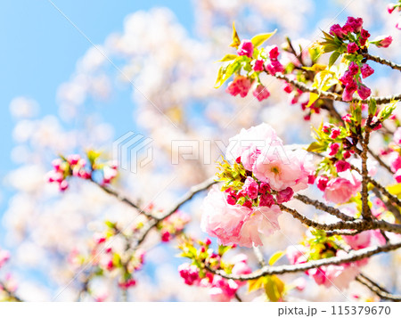 春本番 美しく咲いた満開の華やかな八重桜 春本番 美しく咲いた満開の華やかな八重桜 115379670