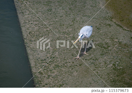 土佐堀川のアオサギ 土佐堀川のアオサギ 115379673
