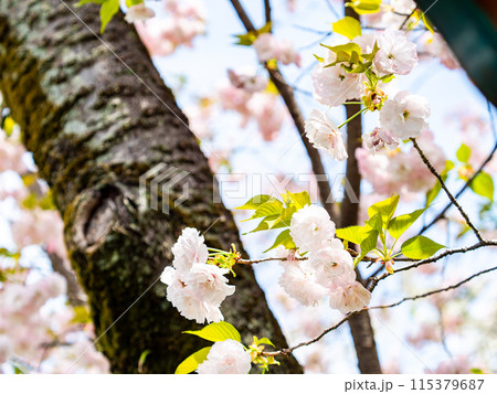 春本番　美しく咲いた満開の華やかな八重桜 115379687