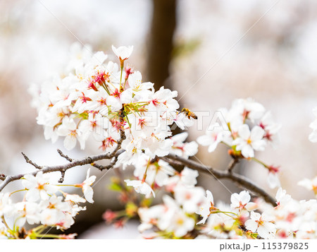春本番 美しく咲いた満開の桜に蜜を集めに来たかわいいミツバチ 春本番 美しく咲いた満開の桜に蜜を集めに来たかわいいミツバチ 115379825