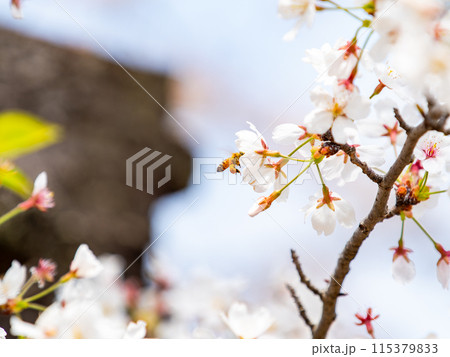 春本番　美しく咲いた満開の桜に蜜を集めに来たかわいいミツバチ 115379833