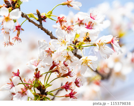 春本番　美しく咲いた満開の桜に蜜を集めに来たかわいいミツバチ 115379838
