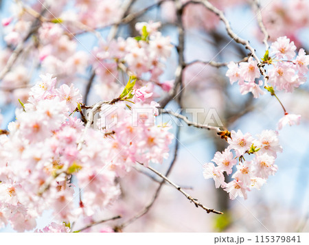 春本番 美しく咲いた満開の桜に蜜を集めに来たかわいいミツバチ 春本番 美しく咲いた満開の桜に蜜を集めに来たかわいいミツバチ 115379841