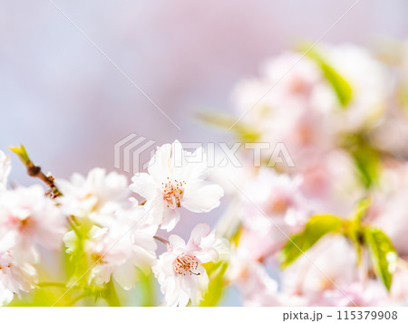 春本番　美しく咲いた満開の桜 115379908