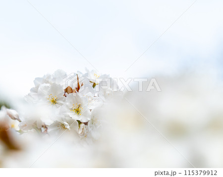春本番 美しく咲いた満開の桜 春本番 美しく咲いた満開の桜 115379912