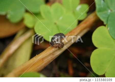 ジメジメした場所で大量発生するダンゴムシ 115380109