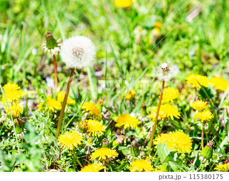 春の景色　かわいいフワフワのタンポポ 115380175