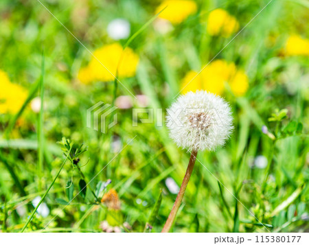 春の景色　かわいいフワフワのタンポポ 115380177