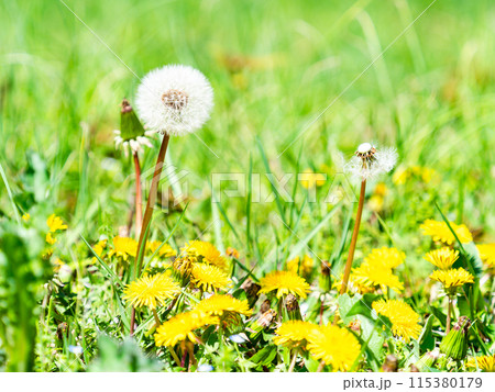 春の景色　かわいいフワフワのタンポポ 115380179