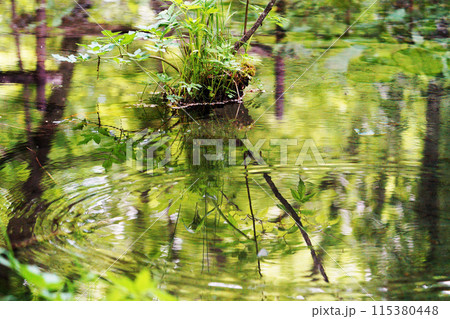 新緑　水面　葉　背景 115380448