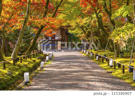 秋の京都　宝厳院　紅葉のトンネルと玄関門 115380907