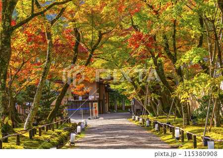 秋の京都 宝厳院 紅葉のトンネルと玄関門 秋の京都 宝厳院 紅葉のトンネルと玄関門 115380908