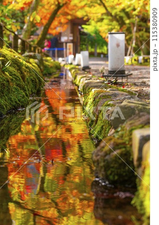 秋の京都　宝厳院　紅葉のトンネルと玄関門 115380909