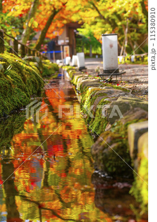 秋の京都　宝厳院　紅葉のトンネルと玄関門 115380910
