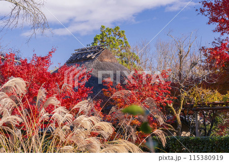 秋の京都・嵐山　ススキと紅葉 115380919