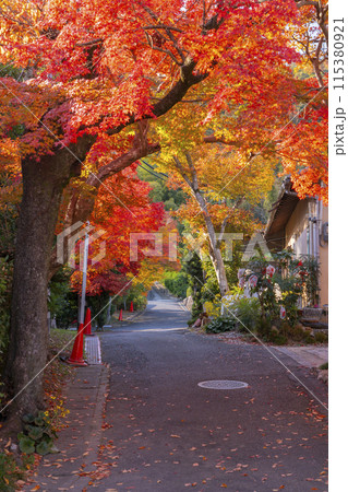 秋の京都・嵐山 紅葉のトンネル 秋の京都・嵐山 紅葉のトンネル 115380921