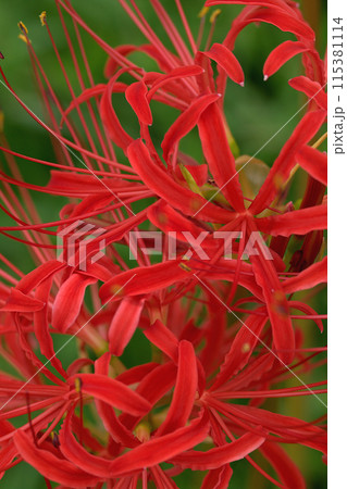 赤い彼岸花 115381114