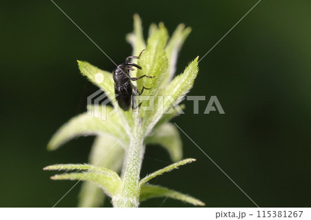 生き物 昆虫 カナムグラヒメゾウムシ、体長は二ミリ半~三ミリ前後。全身真っ黒で点刻が目立ちます② 生き物 昆虫 カナムグラヒメゾウムシ、体長は二ミリ半~三ミリ前後。全身真っ黒で点刻が目立ちます② 115381267