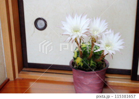 和室に置いているサボテンの白い花 【世界の図】 和室に置いているサボテンの白い花 【世界の図】 115381657