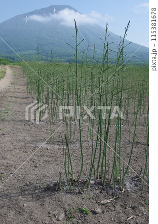 羊蹄山とアスパラガス畑 羊蹄山とアスパラガス畑 115381678