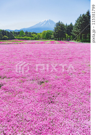 満開の芝桜と富士山 満開の芝桜と富士山 115381799