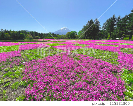 満開の芝桜と富士山 満開の芝桜と富士山 115381800