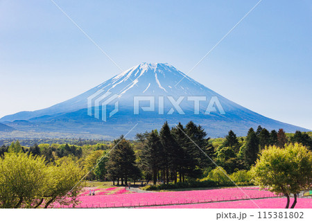 満開の芝桜と富士山 満開の芝桜と富士山 115381802