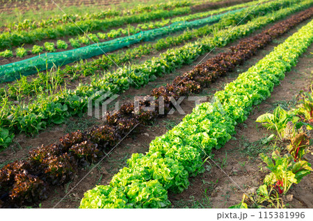 Straight long rows of juicy lettuce, leafy beets grow in field Straight long rows of juicy lettuce, leafy beets grow in field 115381996