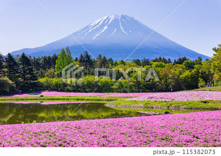 満開の芝桜と富士山 満開の芝桜と富士山 115382073