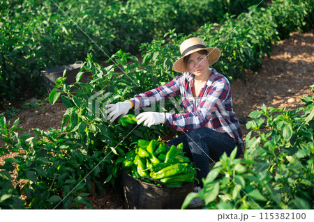 Woman picking green pepper on field Woman picking green pepper on field 115382100