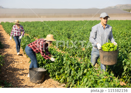 Female farm worker harvests bell peppers while man carries basket of bell peppers 115382156