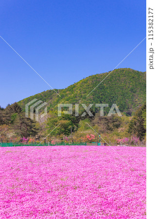 満開の芝桜と新緑の山 115382177