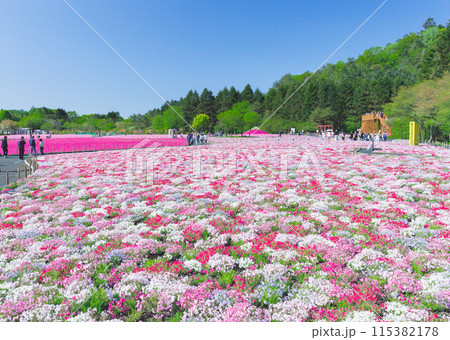 満開の芝桜と新緑の山 115382178