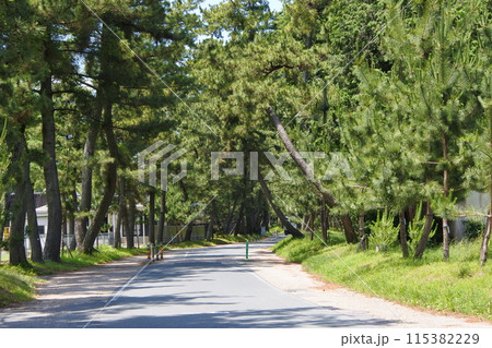 東海道御油の松並木 東海道御油の松並木 115382229