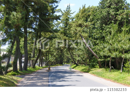 東海道御油の松並木 東海道御油の松並木 115382233