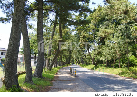 東海道御油の松並木 115382236