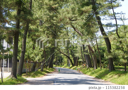 東海道御油の松並木 東海道御油の松並木 115382238