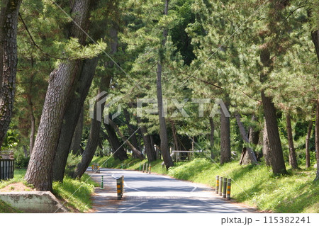 東海道御油の松並木 115382241