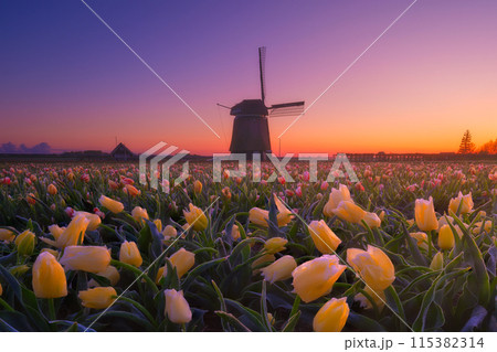 Windmill and flowers in the Netherlands. Field with tulips during blooming time. 115382314