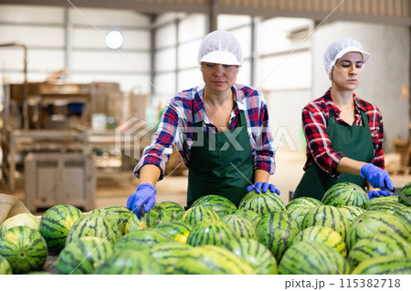 Female sorters working on watermelons sorting line in fruit processing factory Female sorters working on watermelons sorting line in fruit processing factory 115382718