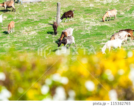 春が訪れた秩父の山中で陽を浴びながらゆったりと草を食むヤギ 115382765