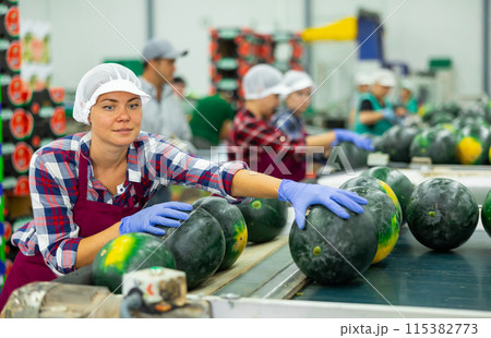 Woman sorting fresh watermelons in factory Woman sorting fresh watermelons in factory 115382773