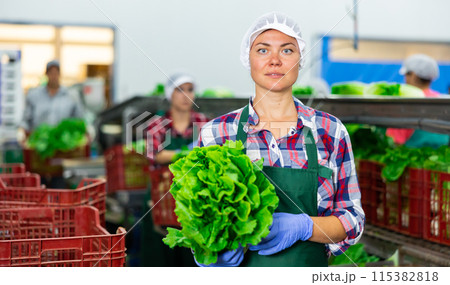 Positive female vegetable factory worker demonstrating lettuce while sorting 115382818